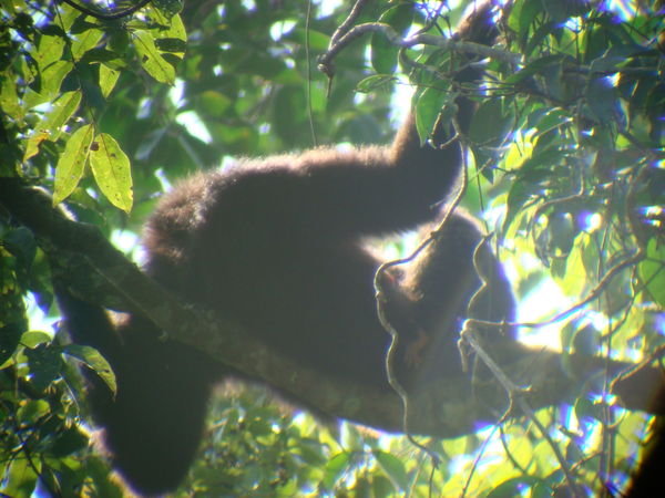 MAssive monkey swaying in the branches above us.