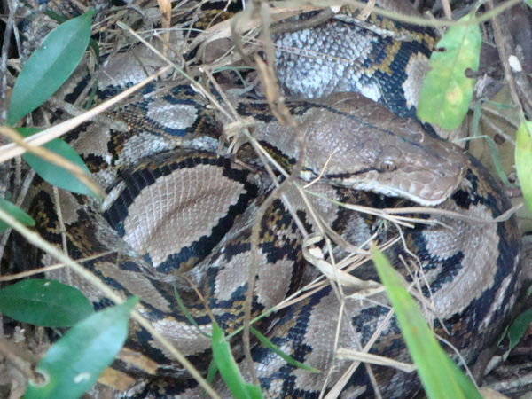 A python found in the undergrowth on the roadside.