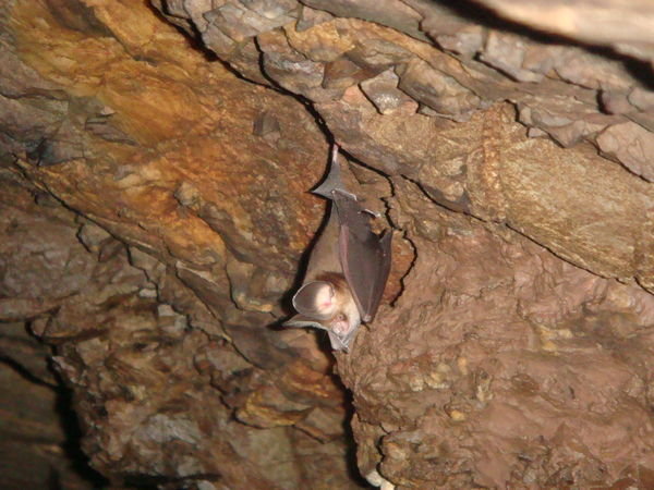 We entered a bat cave.