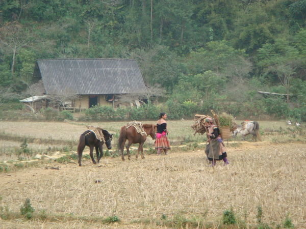 Village life