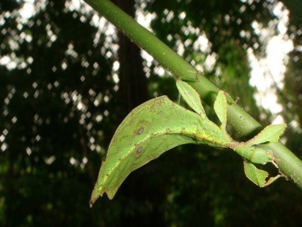 Leaf like insect