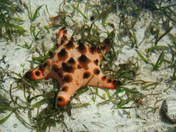 Loads of star fish.