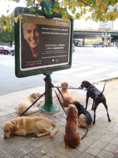 Buenos Aires, dogs walkers.