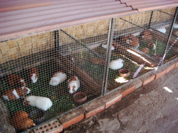 Guinea pigs bred for dinner.