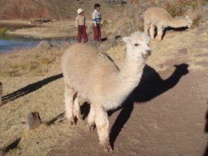 Now which is this? Alpaca, Lama, Vicuna?