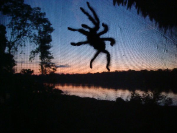 Tarantula on the mosquito net.