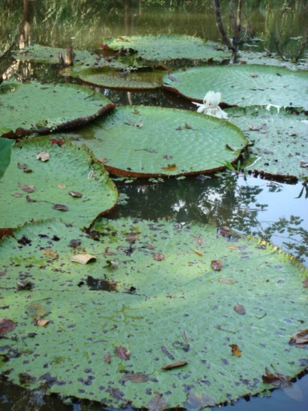 One of the largest lilly pads in the World