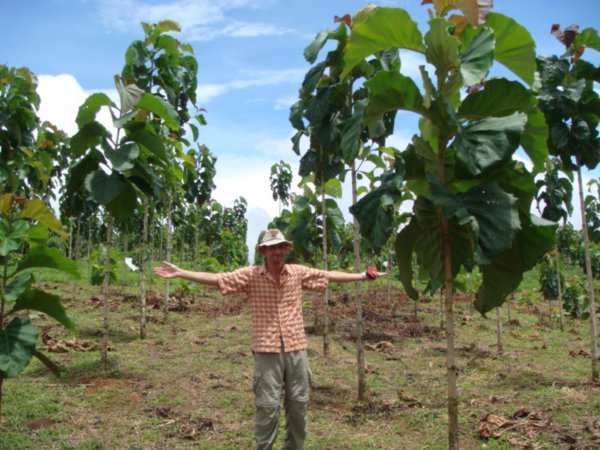 Replanting the rainforest