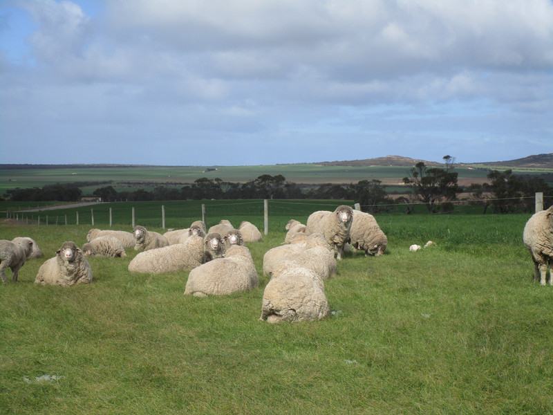 81008.28 grazing sheep