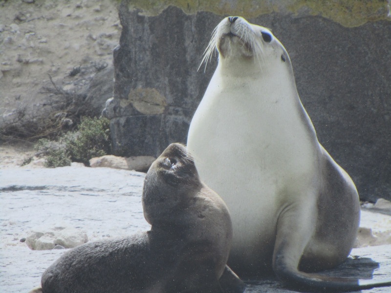 81008.40 Sea Lion mum and pup