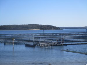 81408.1 oyster beds of Coffin Bay