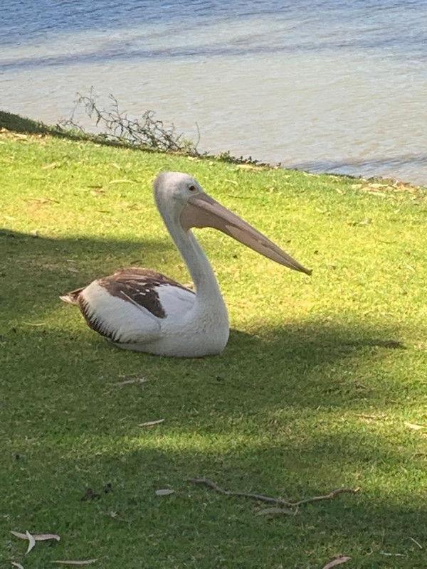 82908.2 pelican enjoying the sunshine