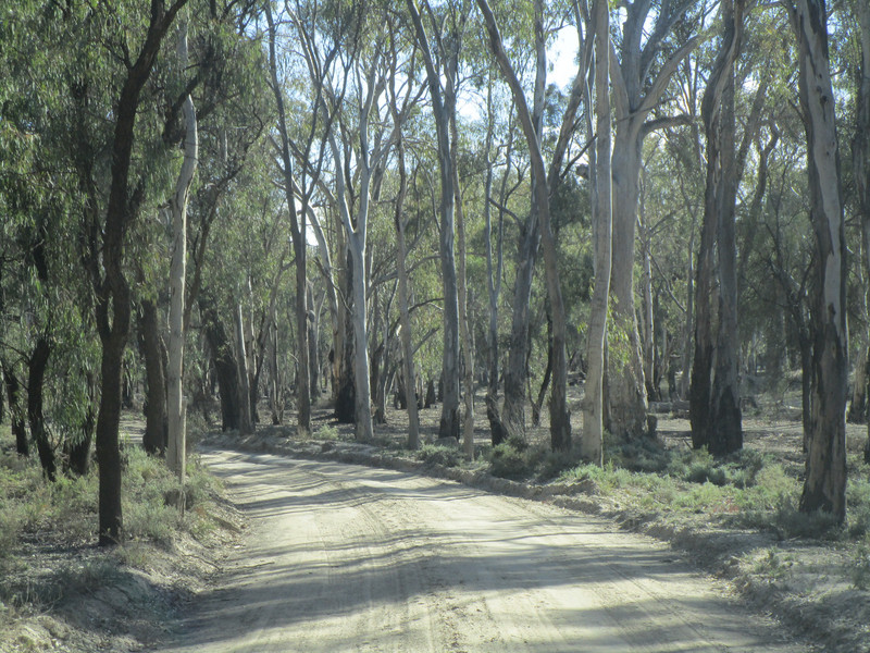 83108.8 track into the Billabong campground