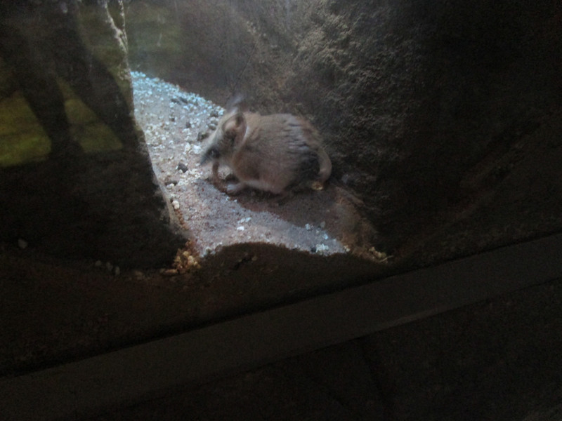 7230721.4 dunnart munching on mealworm