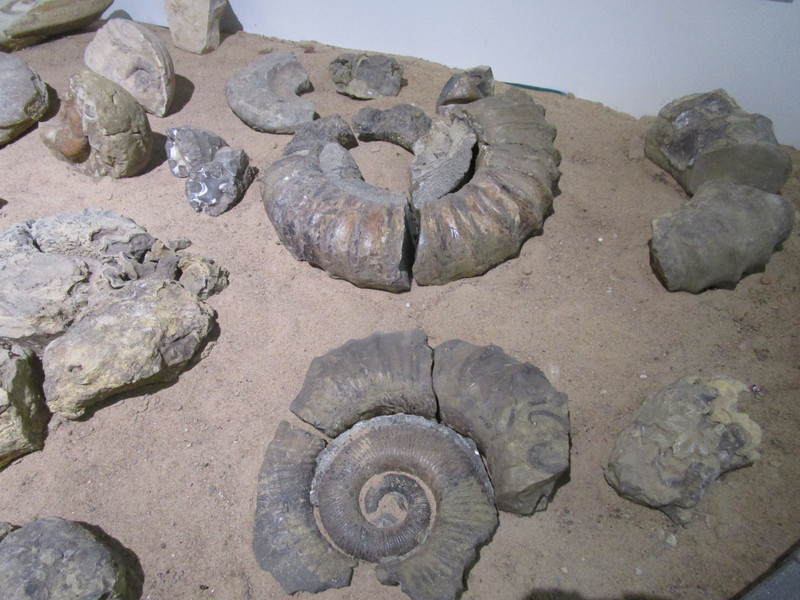 7250721.3 Amonites fossils from Eromanga Sea