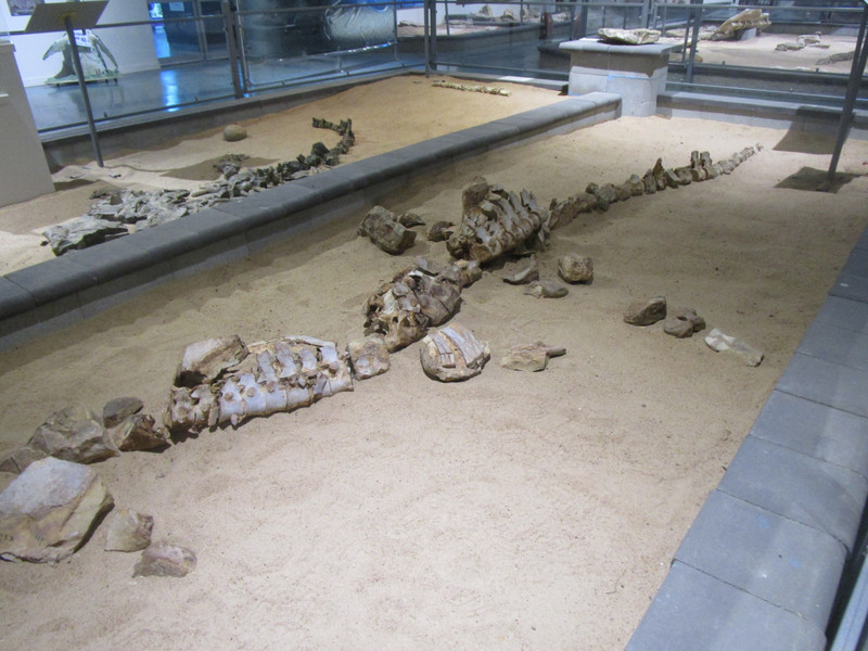 7250721.7 skeletal remains of an eromangasaurus
