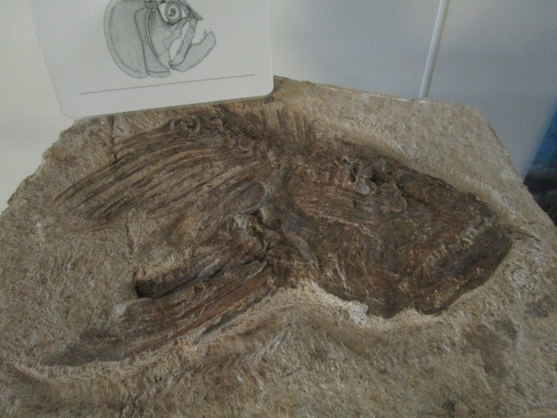 7250721.9 fossil remains of a Cooyoo head
