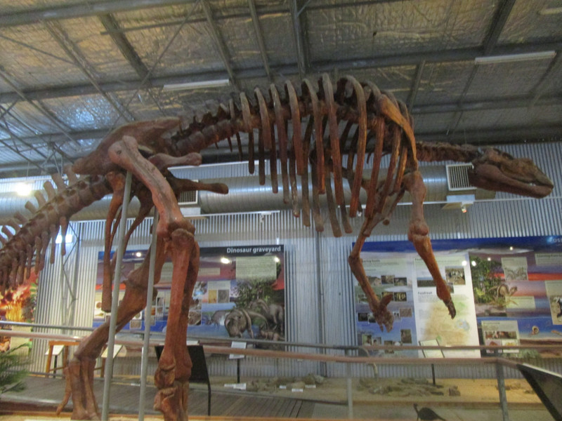 7290721.3 Muttaburrasaurus at Discovery Centre
