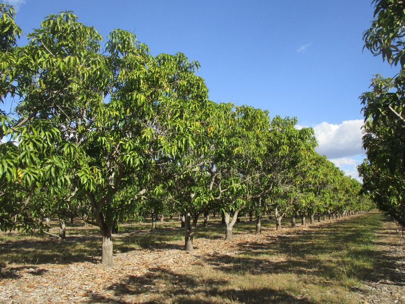 8070821.14 mango plantation