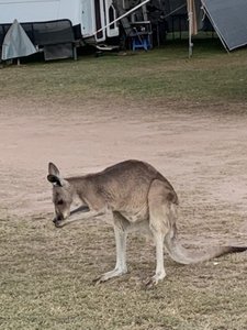 8090821.1 Tilly - pet kangaroo at Glen Erin Farmstay