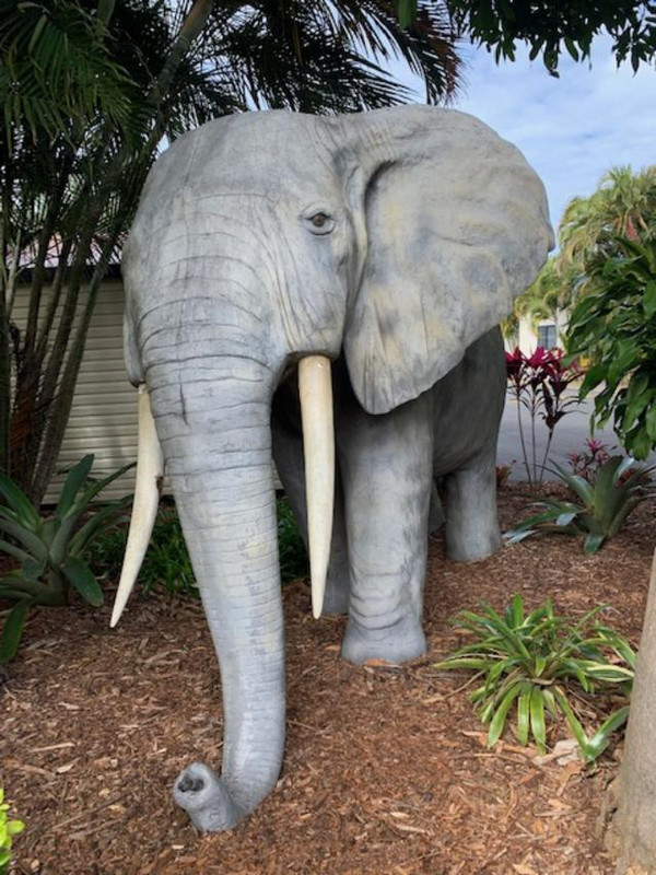 8120821.8 excuse me, there is an elephant in your garden