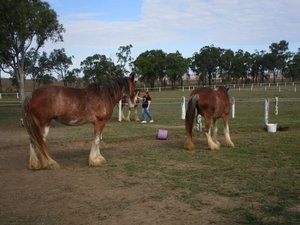 8140821.1 Shiralee Clydesdales