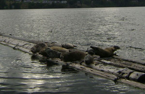Seals and Sea lions Washington