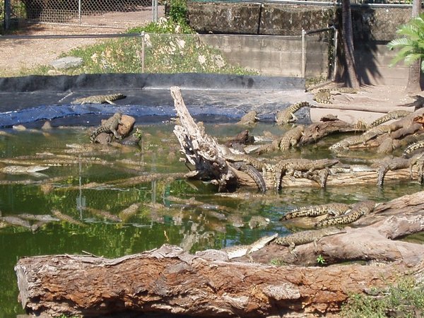 Crocodilius 3