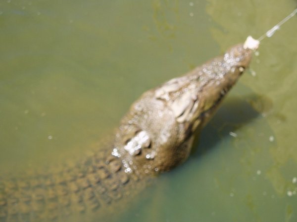 Feeding Croc