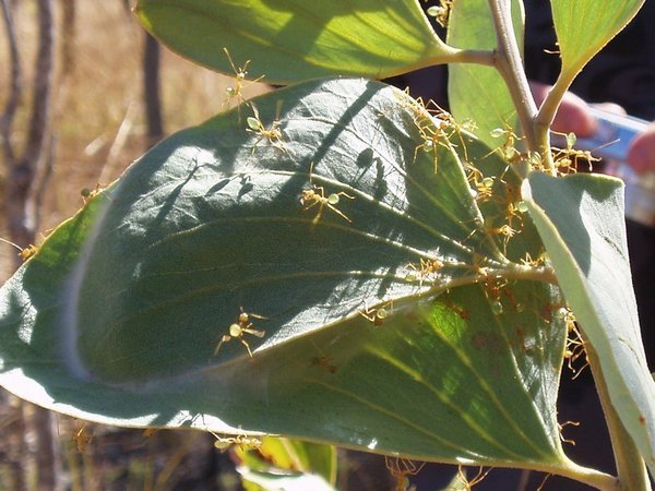 Green Ant Nest 