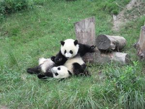 to pandaunger der leger i 'Kindergarden'