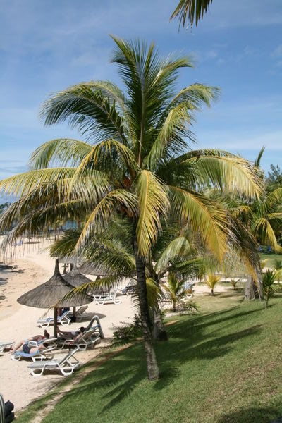 Palme på stranden
