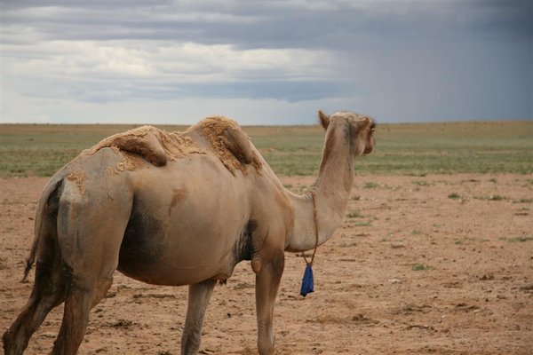 kamel uden vand?