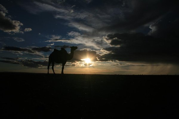 Kamlen og solnedgang i Gobi