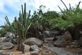 Kadushi di Pushi Cactus 