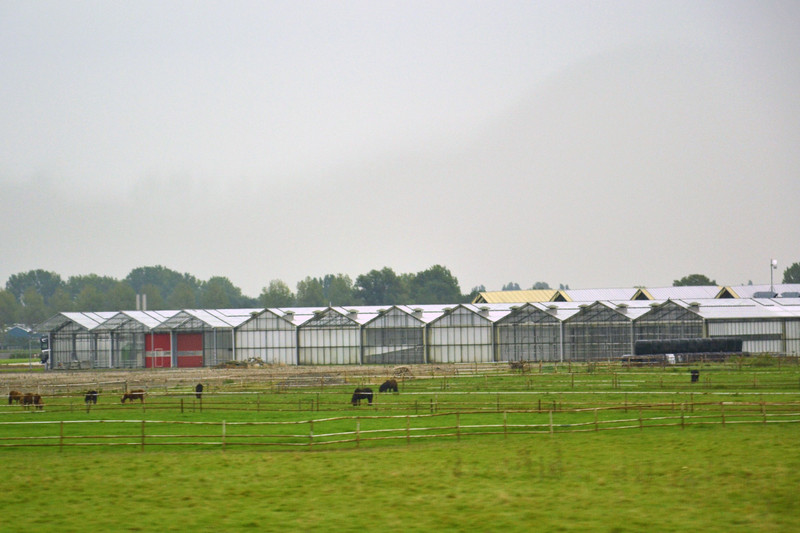 Dutch Greenhouses
