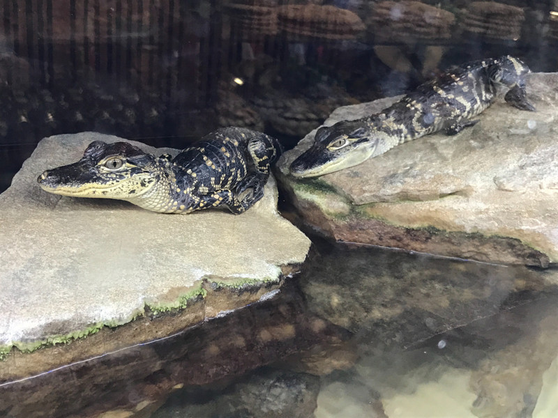 Baby Alligators