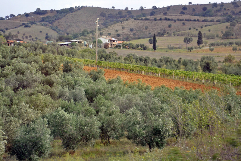 Olive Oil Farm in Tuscany