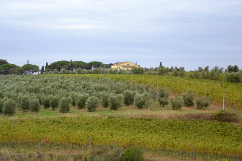 Olive Oil Farm in Tuscany