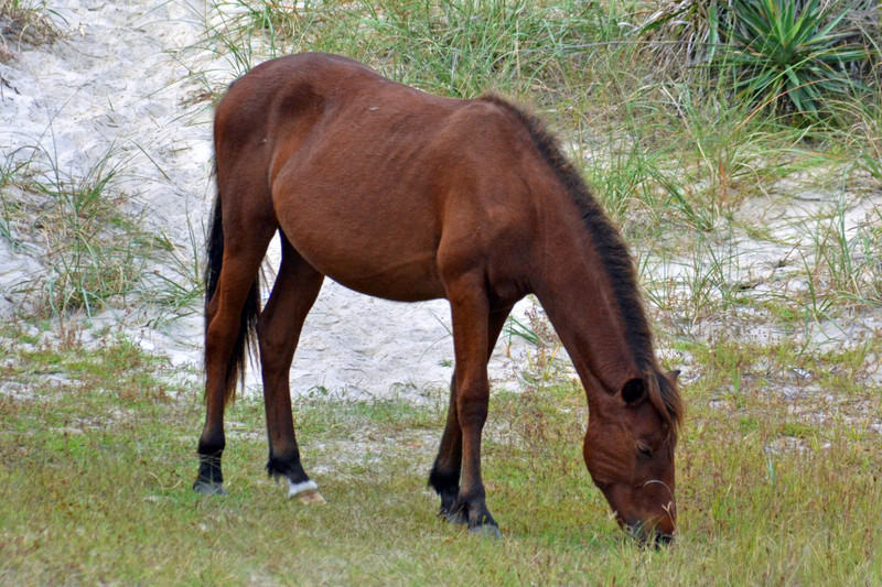 Banker Horse