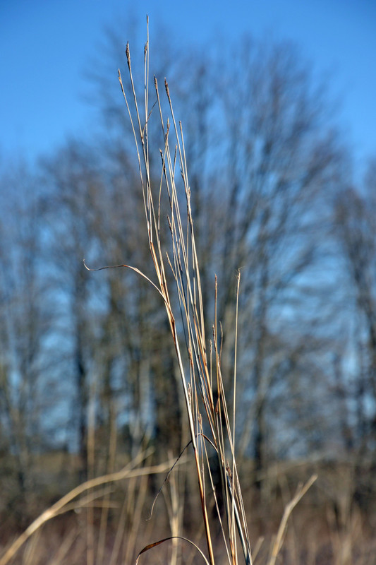 Tall Grass Prarie