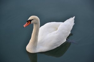 A Swan in the Rhine