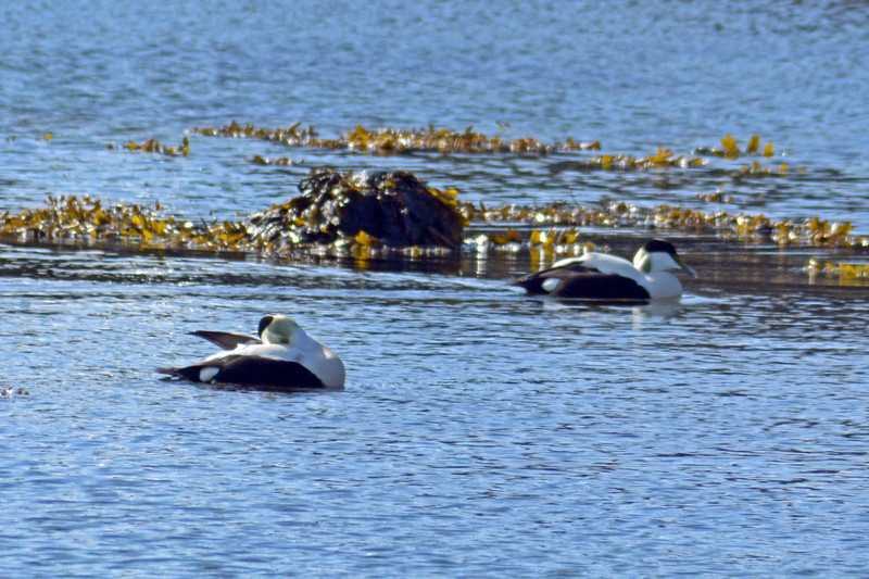 Eider Ducks at Hauganes