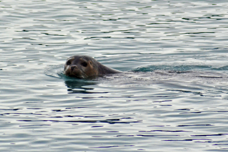 Seal at Jökulsárlón