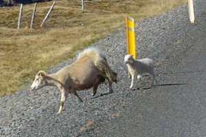Sheep Cross the Road