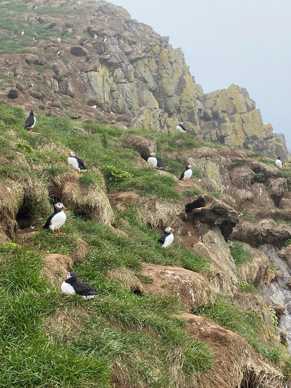 Puffin Rookery