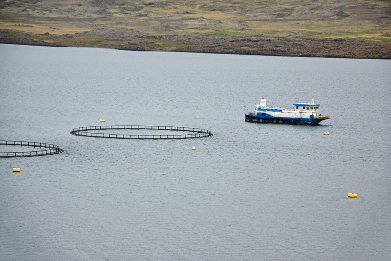 Fish Farming in Berufjörður
