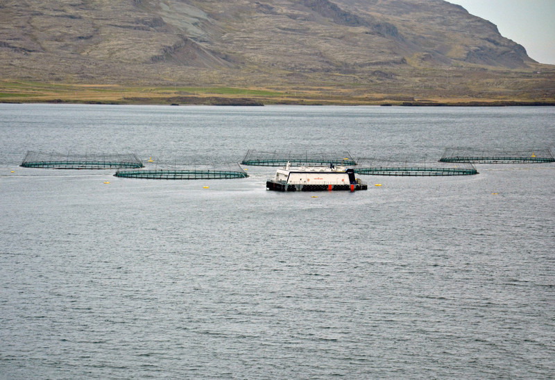 Fish Farming in Berufjörður