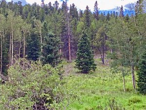 Colorado Pine Forest