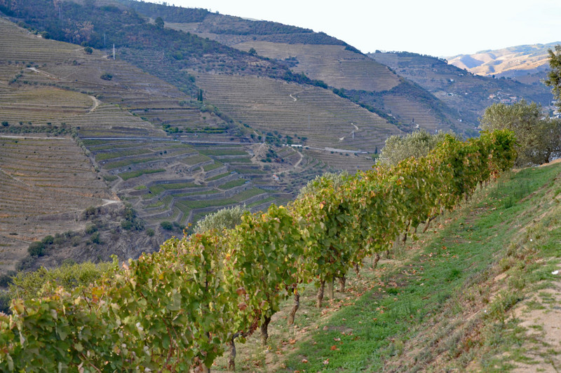 Vineyard at Quinta do Seixo 